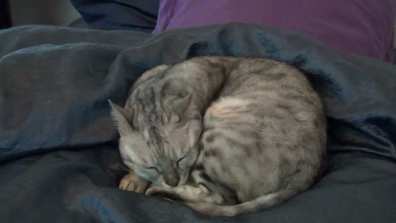 Luna sleeping while I work 🌙 | Cozy projector light