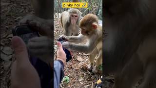 ये तो पिंकी है ? funny monkey video viral  funny animals trending shorts