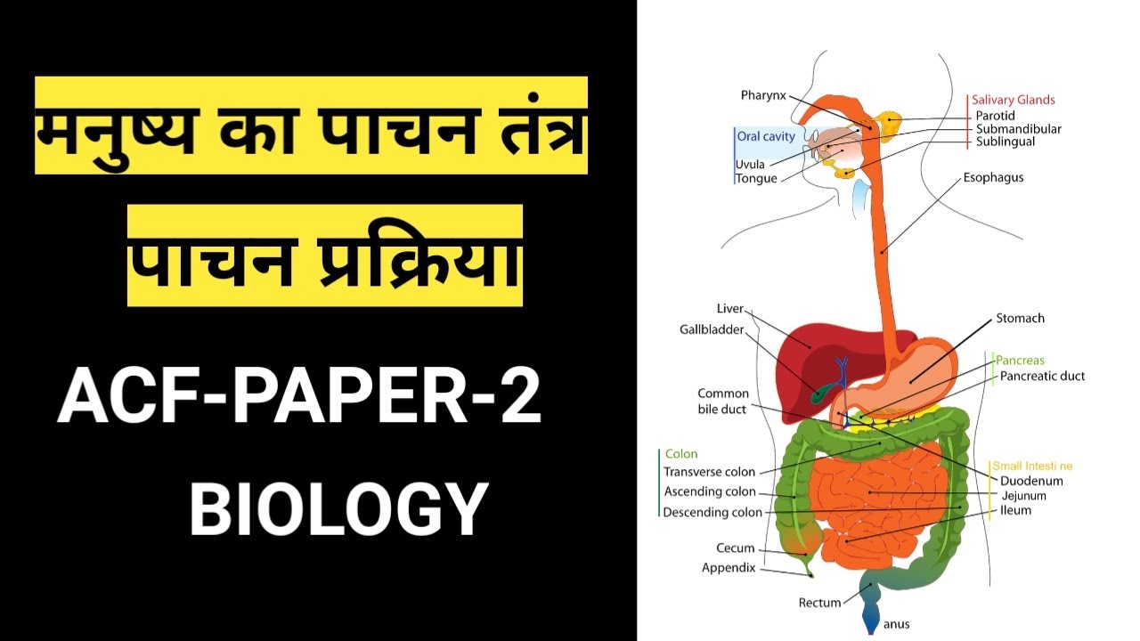 मनुष्य का पाचन तंत्र, पाचन की प्रक्रिया ACF PAPER-2, BIOLOGY - YouTube