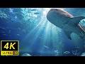 Sleep & Relaxation｜Looking Up at Giant Whale Shark｜1hr 4K No Mid-roll Ads｜Pure Underwater Sounds