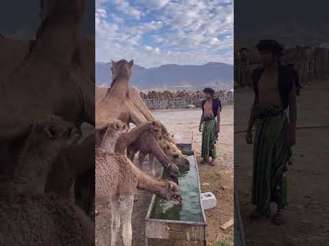 هكذا يتم توريد الإ بل في محافظة ظفار