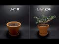 204 Day Time-lapse - Growing Biquinho Chili