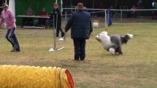 Karen and Breaker (old english sheepdog) at Goulburn agility ANKC 29/30 May, 2010