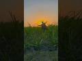 BOGO New Trending Video Viralvideo Ytshorts Trendingshorts 