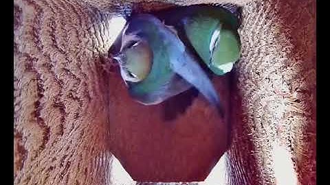 2021 05 04 Violet-green Swallows