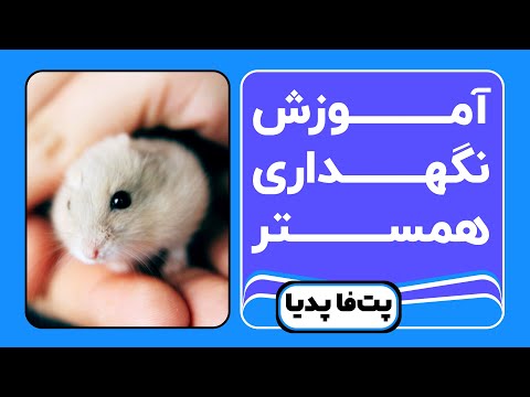 تصویری: چگونه یک خرگوش را آرام کنیم: 8 مرحله (همراه با تصاویر)