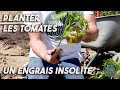 Planter les Tomates: Un Engrais insolite.