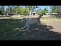 Timber runs at the dog park