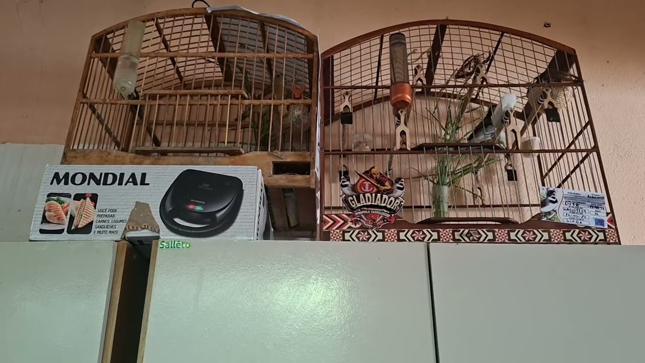 Mexida de coleiro no furinho 