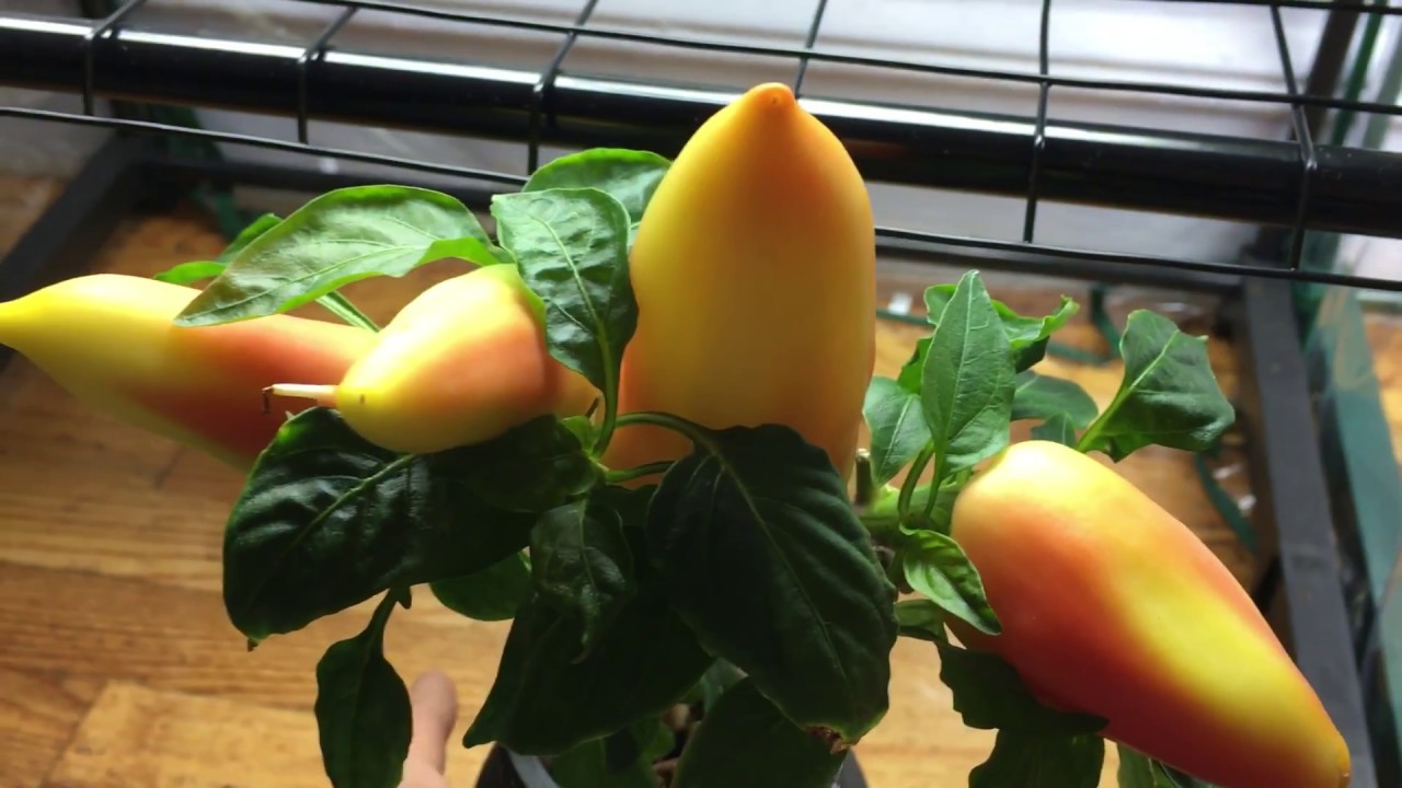 How To Grow Paprika Pepper Indoors Feher Ozon Sweet Paprika Pepper