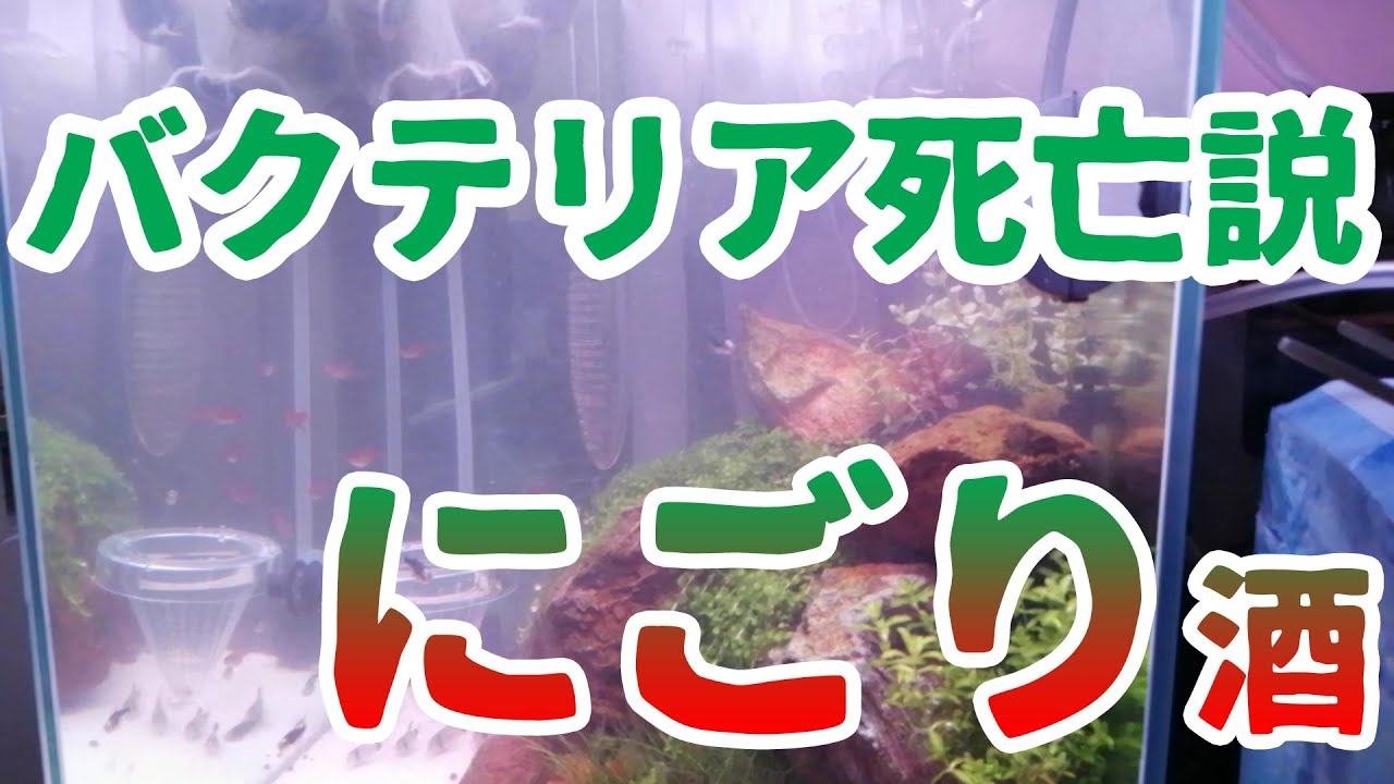 白にごり解決しちゃった件【１週間】#アクアリウム #初心者 #白にごり #バクテリア