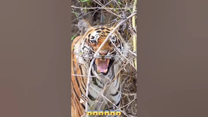 tiger roar sound, wildlife sound//#tiger,#roar,#wildlife,#shorts,#viral.