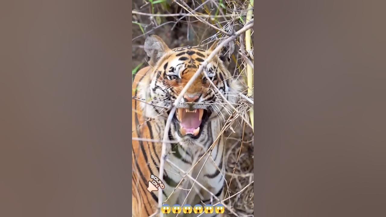 tiger roar sound, wildlife sound//#tiger,#roar,#wildlife,#shorts,#viral. tiger roar sound, wildlife sound//#tiger,#roar,#wildlife,#shorts,#viral.