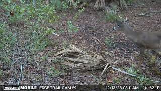 A December to remember Trail Cam #9 Pine Ivy Preserve Orlando, FL