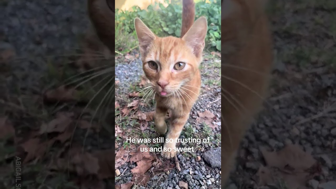 Cold, Dumped Kitten Finds His Forever Home 🥹❤️