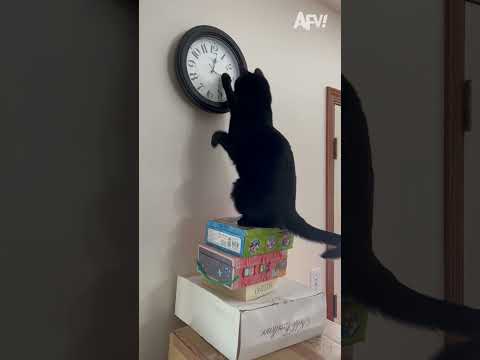 She Did Not See That Coming!! 🤣 🤣 #fail #funny #shorts #comedy #afv