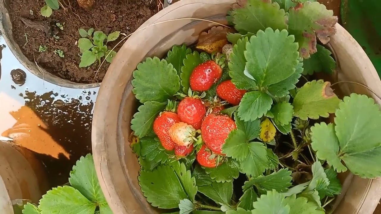Strawberry and strawberry milk shake 