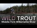 Middle fork willamette  esn fly fishing  pdxflycollectivecom cut