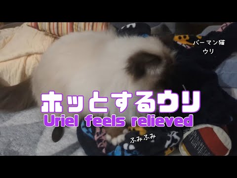 バーマン猫ウリ【ホッとするウリ】Uriel feels relieved（バーマン猫）Birman/Cat