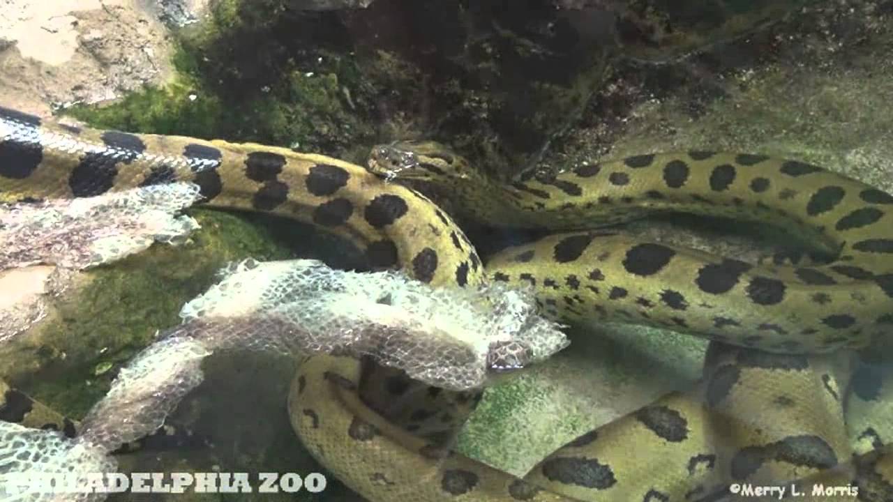 Philadelphia Zoo Anacondas With Shed Skin - YouTube