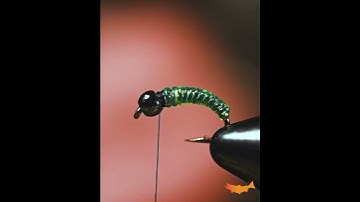 60 Second Caddis Larva! Need a great quick nymph to fill the box! This is it #flytying #spawnflyfish