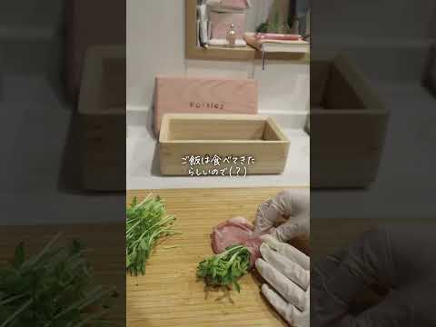 急なご飯は気分次第で地獄‼️  #料理 #大家族