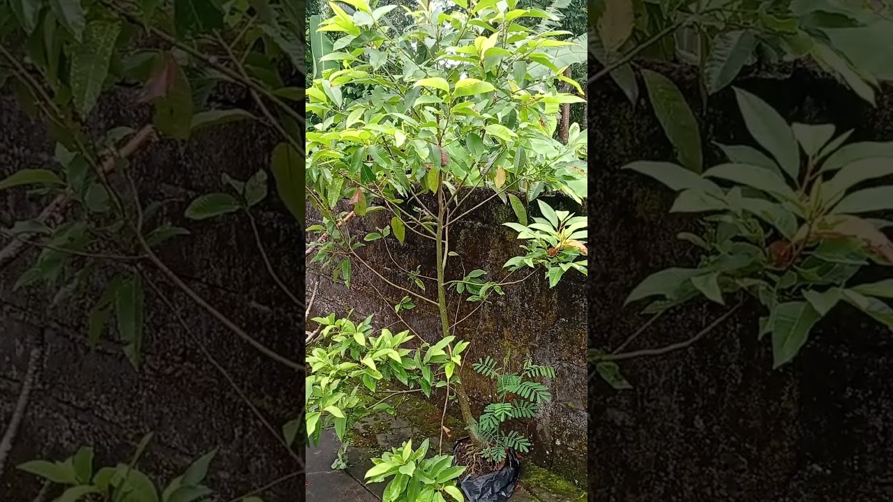 Little Cempaka flower plant in Bali