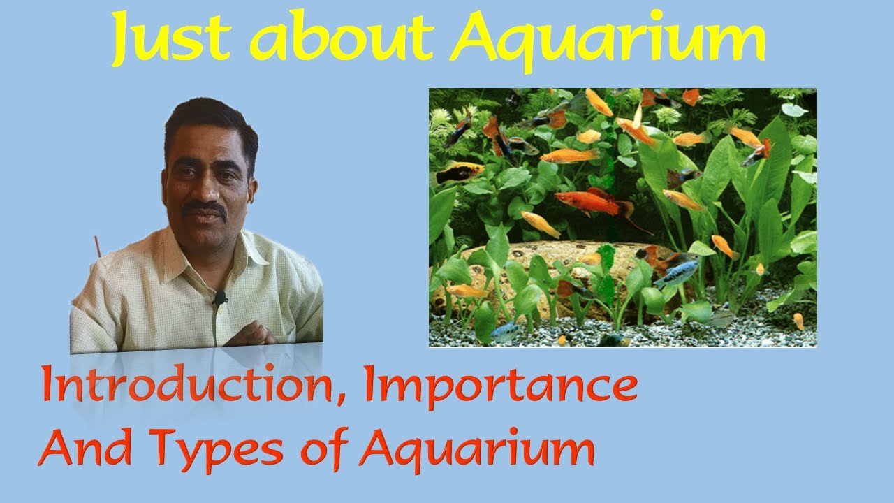 Just about Aquarium Introduction, History, Importance and Types of Aquarium YouTube