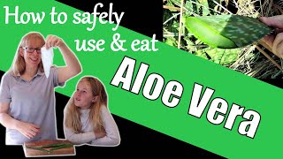 How to Safely Use and Eat Aloe Vera / How to Eat Aloe Vera