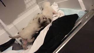 3 weeks old Siamese kittens