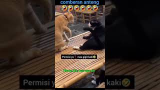 Cat Funny shorts
