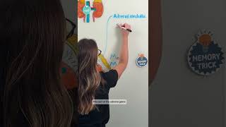 Adrenal Glands: The Basics 🫘