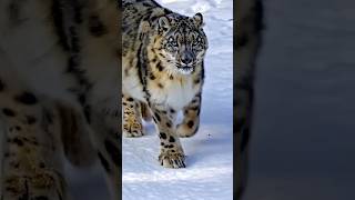 Jungle ke 4 Amazing Facts #wildfacts #animals #shorts #trending