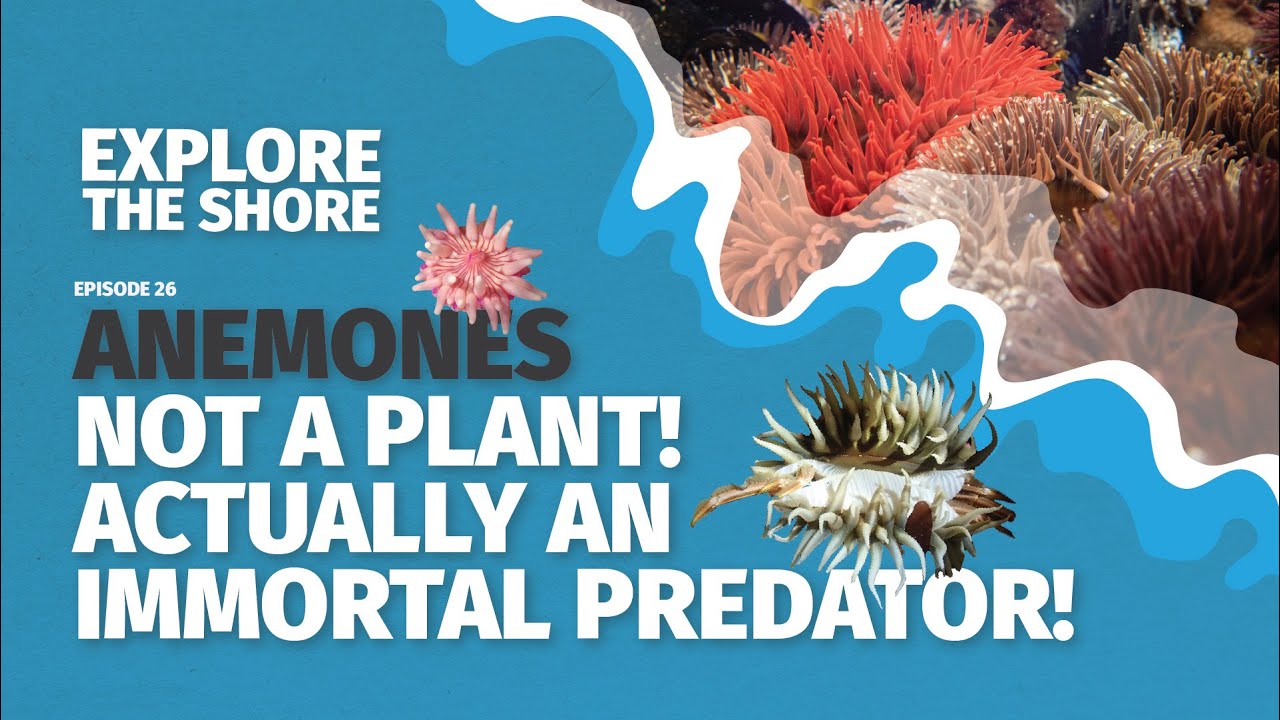 sea-anemones-not-a-plant-actually-an-immortal-predator-youtube