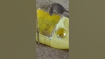 New And Easy Mouse Trap - DIY Homemade 2021 Part 01