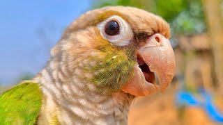 Happy bird sounds , Green cheek conure so happy in the morning to singing.