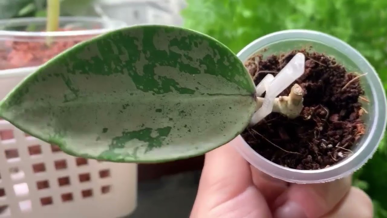 Мои цветы 🌺новинки 🌺🥰