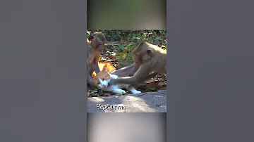 Мартышки поймали кошку.
