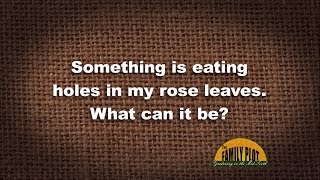 Q&A - What is eating holes in my rose leaves?