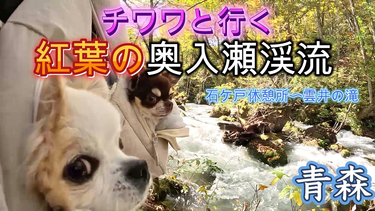 愛犬と行く紅葉絶景！奥入瀬渓流の癒しの旅　人気ルートの石ケ戸休憩所〜雲井の滝まで！