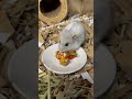 Hamster vs sesame seeds 🤣🐹carefully prepared dishes mean nothing 😅#hamsters #hamstertreats #viral