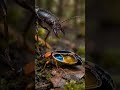 This Beetle Has a Built-In Explosion Chamber