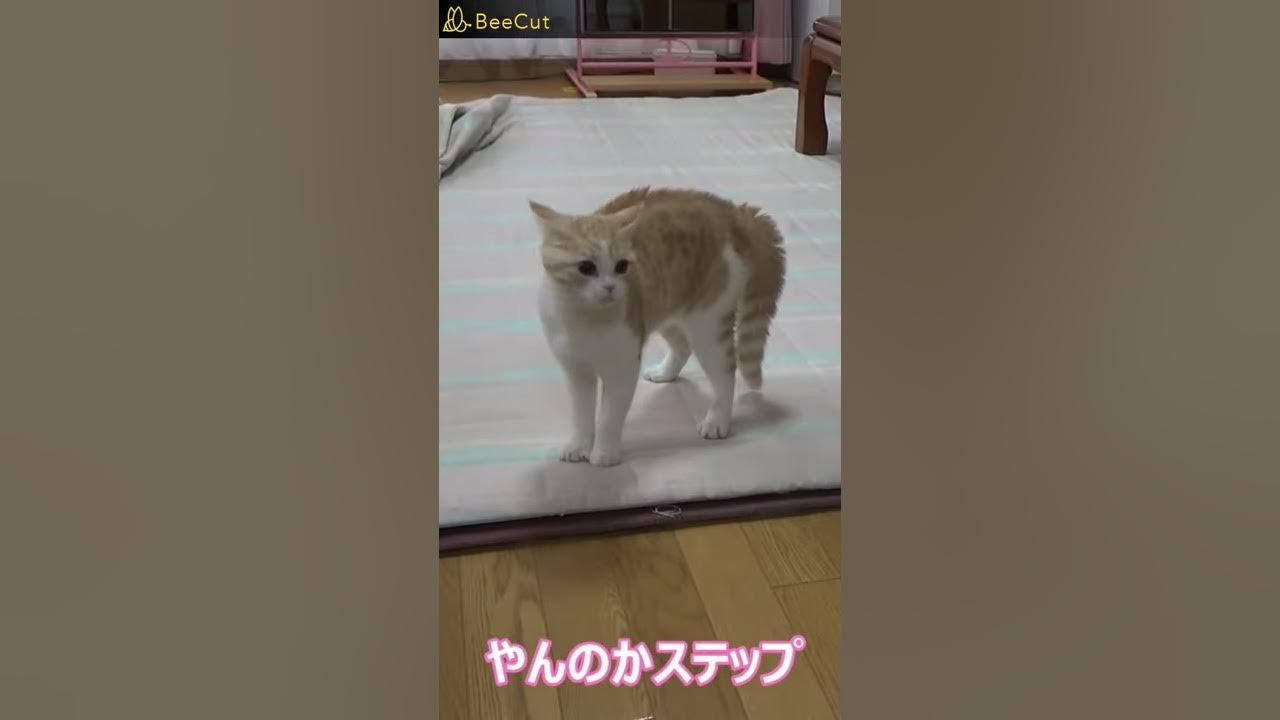 猫 やんのかステップ 威嚇ポーズなのにかわいい 本編切り抜き動画 Shorts Youtube