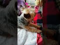 #yorkie#yorkshireterrier#yorkshire#perros#pets#puppy#puppylove#dog #lewiscapaldi