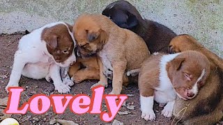 Cute Puppies Cuddling 🐾 | Adorable Moments That Melt Your Heart