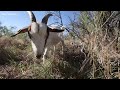 See how goats are being used to prevent wildfires in North Texas