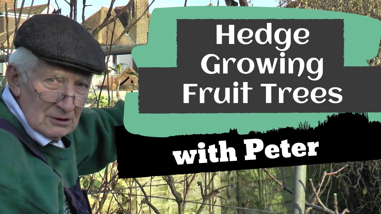 Hedge Growing Fruit Trees | Garden Ideas | Peter Seabrook