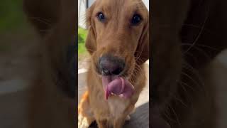 Dog Eats Peanut Butter  #happy #happiness #goldenretriever #dog #cute #eating #asmr #funny