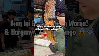 Ikan kerapu langka yang bisa berubah warna, harganya fantastis! #seafood #viral #ikan
