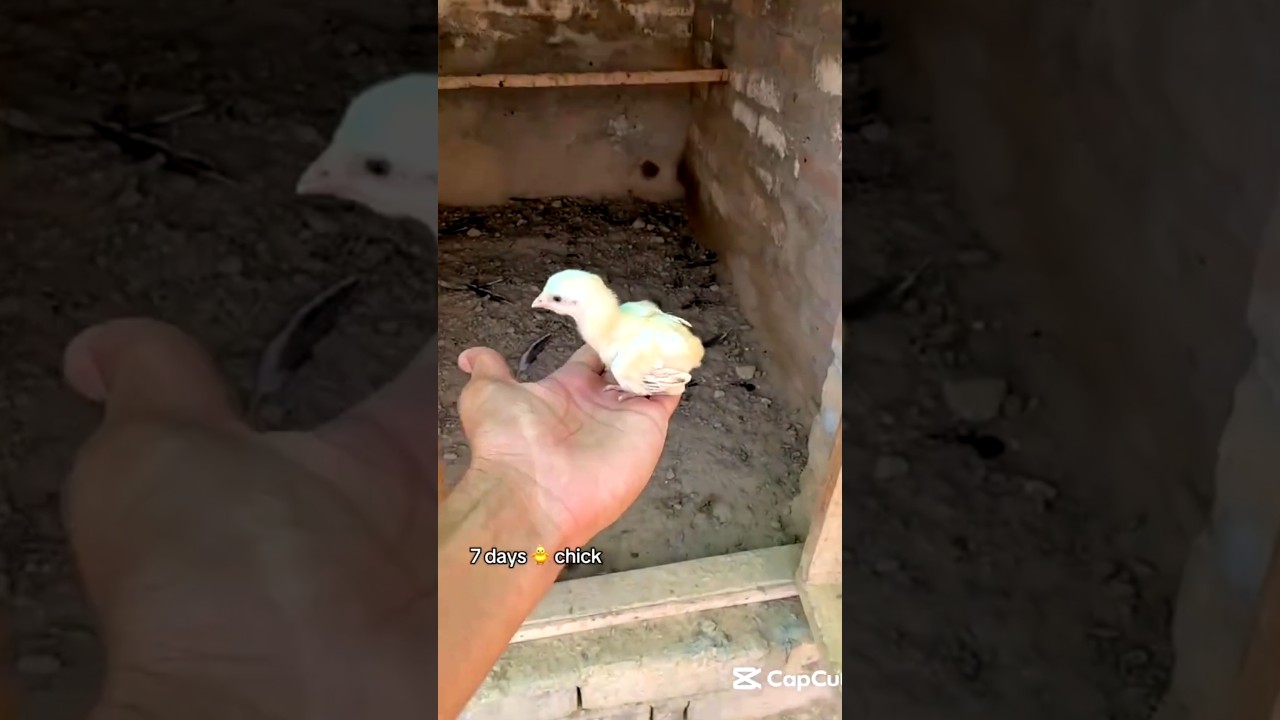 Aseel chick transformation vedio ❤️❤️